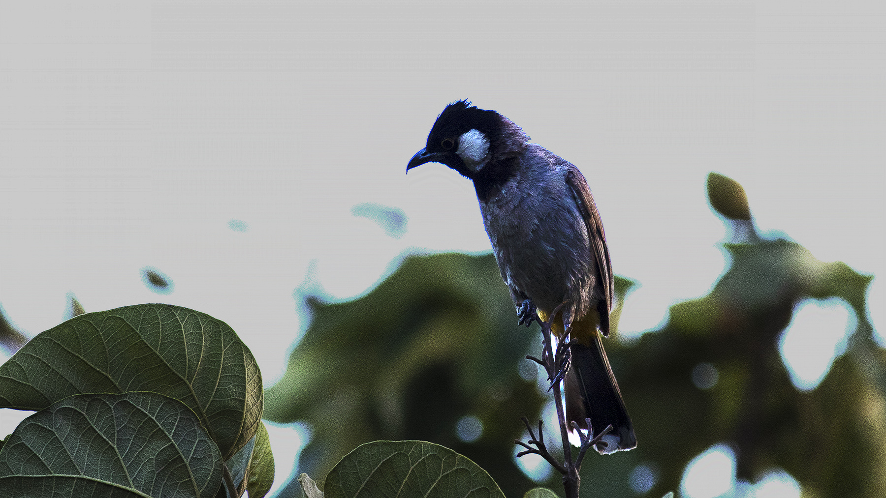 White-eared Bulbul